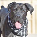 sfaturi cane corso