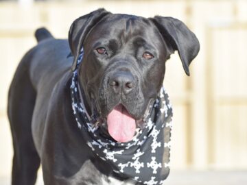 sfaturi cane corso