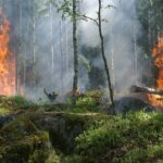 sfaturi pentru ocrotirea naturii